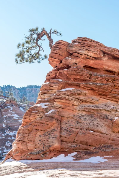 Twisted Pine Tree at Zion National Park — Stock Photo, Image