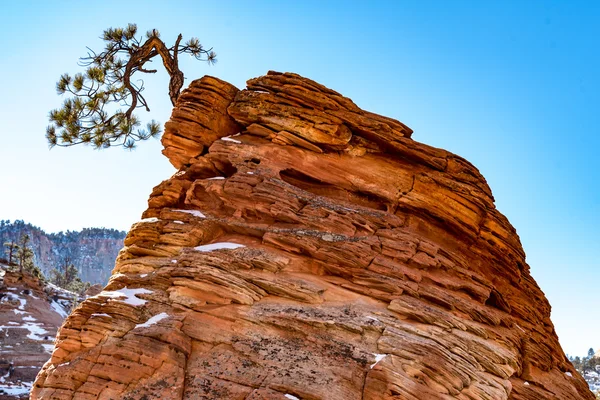 Árbol de pino retorcido en el Parque Nacional Zion — Foto de Stock