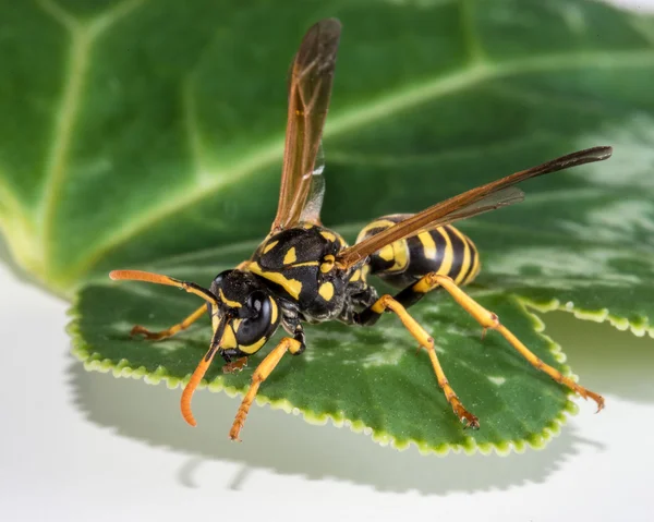 Východní Yellowjacket nebo Hornet — Stock fotografie