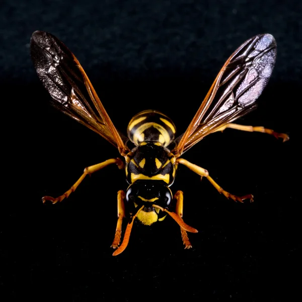 Východní Yellowjacket nebo Hornet — Stock fotografie