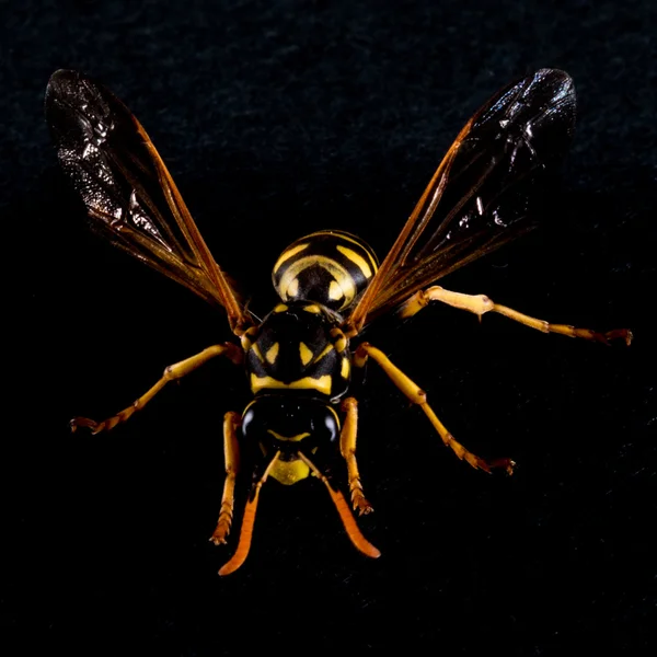 Casaco amarelo oriental ou Hornet — Fotografia de Stock
