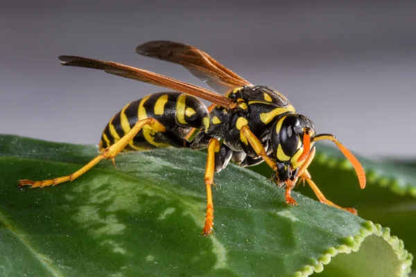 Ανατολική Yellowjacket σε ένα φύλλο — Φωτογραφία Αρχείου