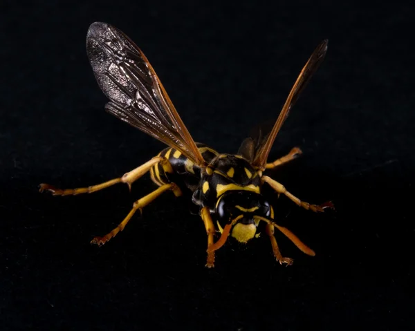 Východní Yellowjacket nebo Hornet — Stock fotografie