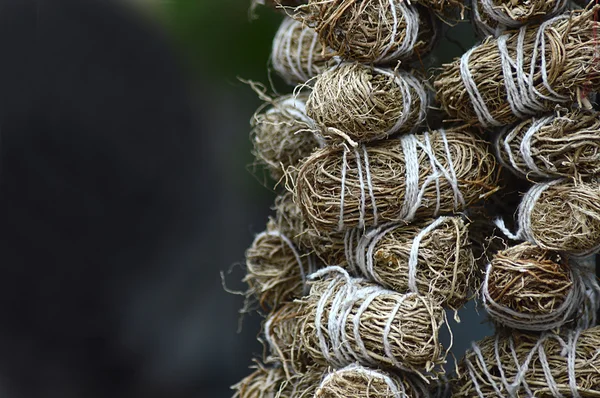 Dried Herbs,Vetiveria — Stock Photo, Image