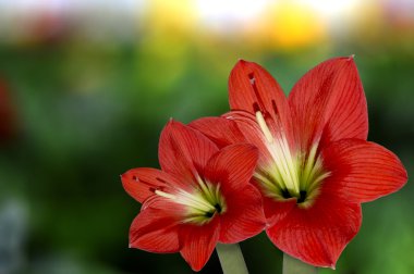 Kırmızı zambak çiçeği