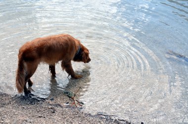 Gölde oynayan köpek