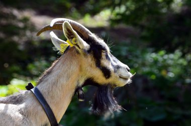 Küçük meraklı keçi özgürlük bir Yeşil Vadi arıyorsunuz