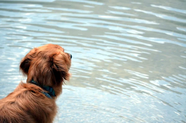 Cão brincando no lago — Fotografia de Stock