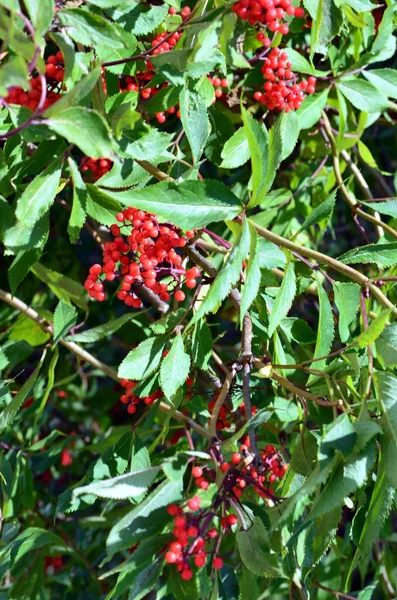 Sorbus aria sett när jag vandra i Dolomiterna Italien — Stockfoto