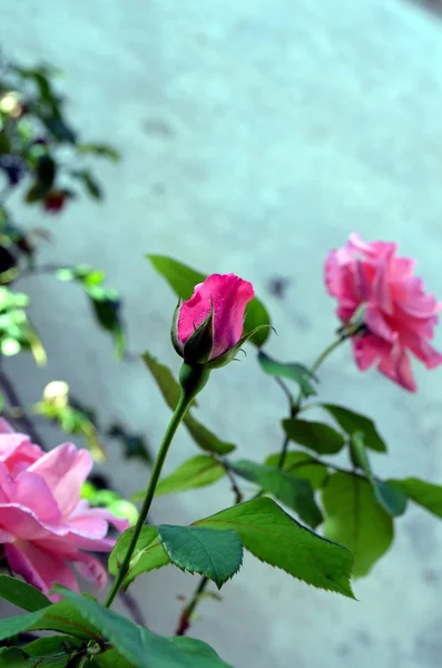 Detail z růžové květiny v zahradě — Stock fotografie