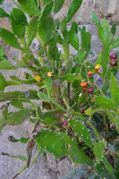 Primer plano de cactus de pera espinosa de cerca con fruta en espinas de cactus de color rojo . —  Fotos de Stock