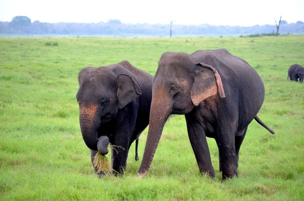 Elefante indio en Sri Lanka savannah — Foto de Stock