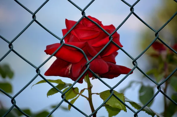 Rosa encarcelada —  Fotos de Stock