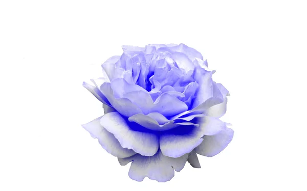 Blue rose in my garden — Stock Photo, Image