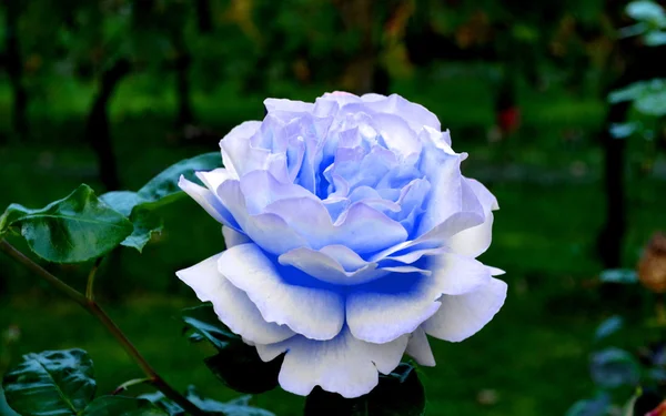 Голубая роза в моем саду — стоковое фото