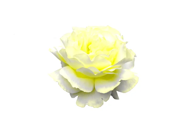 Květ růžový žlutá — Stock fotografie