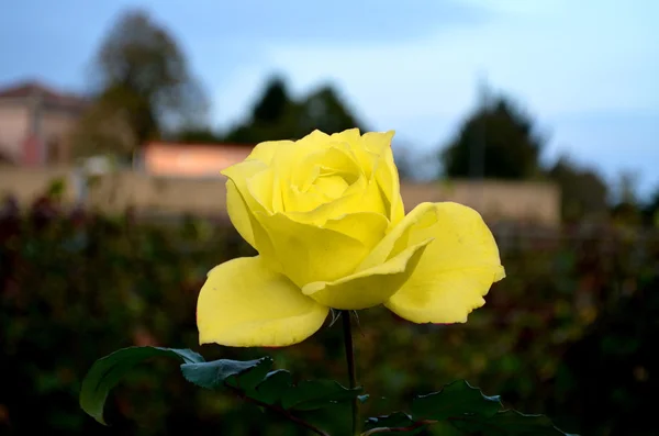 Цветок розового желтого цвета — стоковое фото