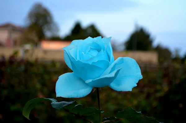 Цветок розового цвета Голубой — стоковое фото