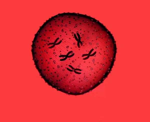 Virus Zika in red background — ストック写真