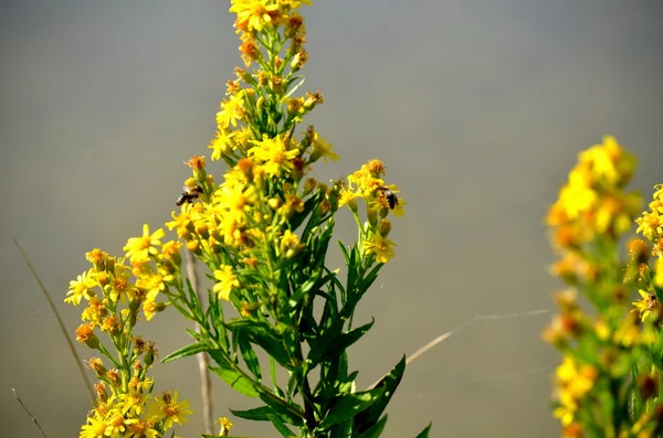 Бджола запилює жовту квітку — стокове фото