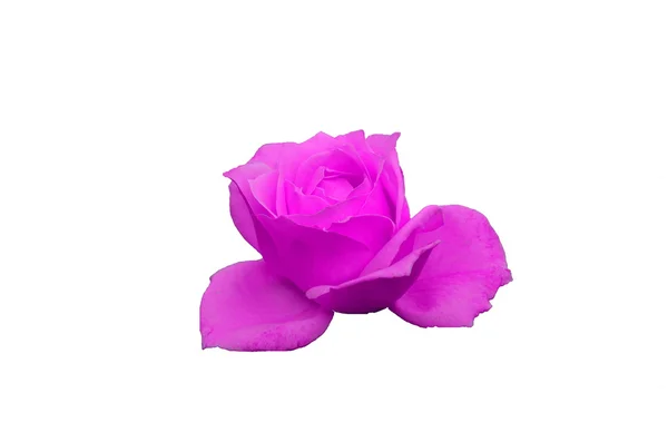 Růžová rosa na bílém pozadí — Stock fotografie