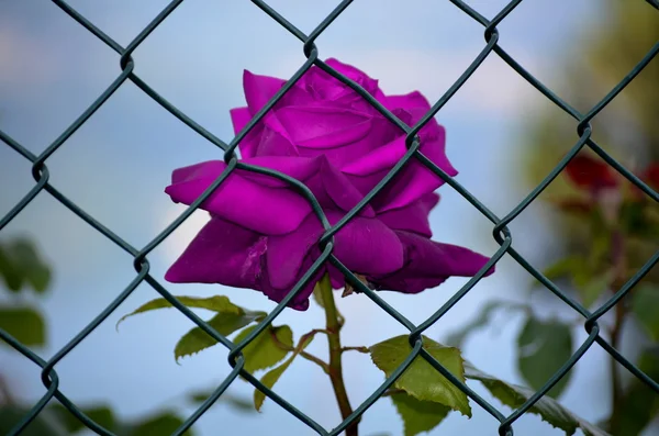 Rose uvěznil fialová — Stock fotografie