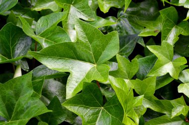 Ayrıntı çit - yeşil yaprakları arka planda bir Bahçe