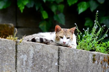 Sokak kedi bir duvardan aşağı görünüyor