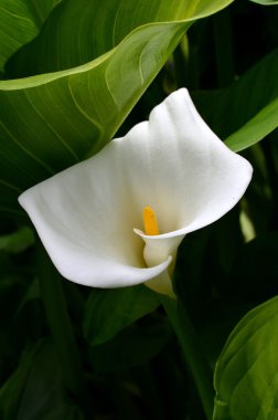 bahçede beyaz Arum Lily