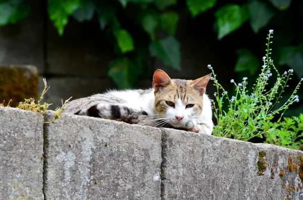 Sokak kedi bir duvardan aşağı görünüyor