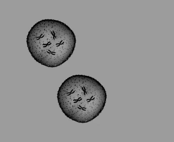 Dos microbios en blanco y negro vistos en un microscopio en un consultorio médico — Foto de Stock
