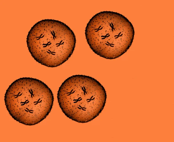 Четыре микроба апельсина видели в микроскопе в медицинском кабинете — стоковое фото