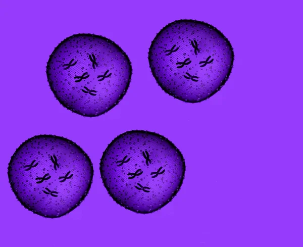 Quatro micróbios púrpura visto em um microscópio em um offic médico — Fotografia de Stock