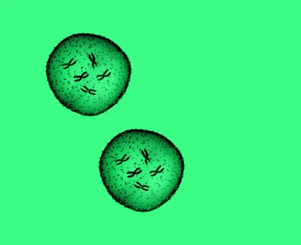 Dois micróbios verdes vistos num microscópio num consultório médico — Fotografia de Stock