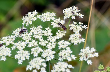 benim bahçe böcekler ile beyaz çiçekler