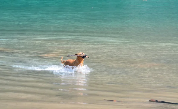 Perro jugando en el lago — Foto de Stock