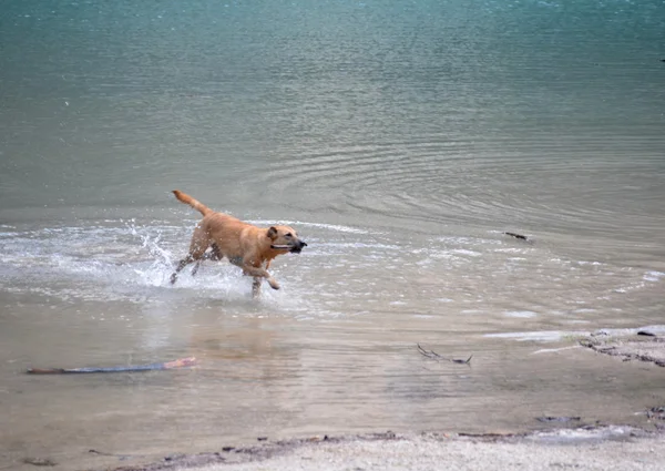 Cão brincando no lago — Fotografia de Stock