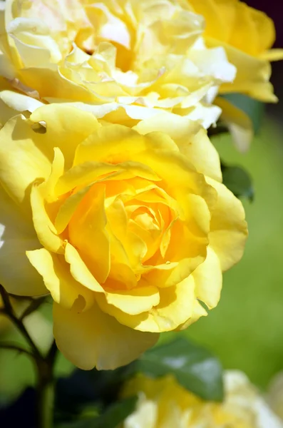 Žlutá růže v mé zahradě — Stock fotografie