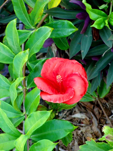 Красный цветок в моем саду — стоковое фото