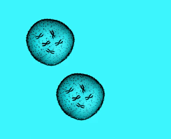 Dois micróbios azul claro visto em um microscópio em um consultório médico — Fotografia de Stock
