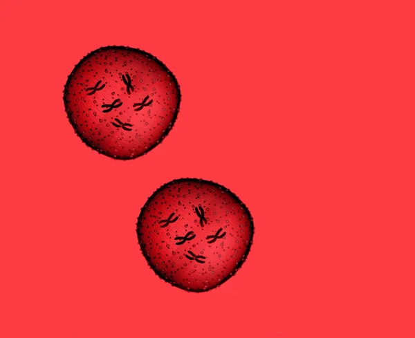 Két Mikroba piros látott-ban Mikroszkóp egy orvosi rendelő — Stock Fotó