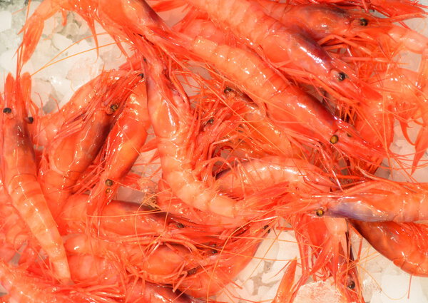 Prawns shrimp at the fish market