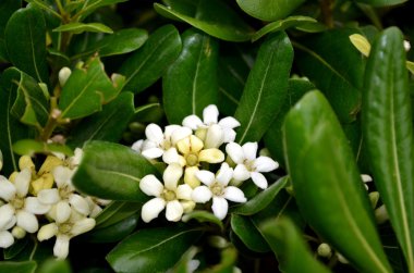 küçük beyaz çiçekler Jasminum sp. aka Yasemin çiçekleri