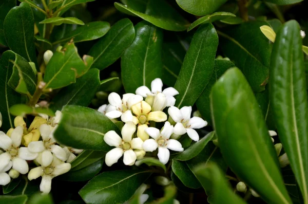 Små hvite blomster, Jasminum sp. Også kalt Jasminblomster – stockfoto