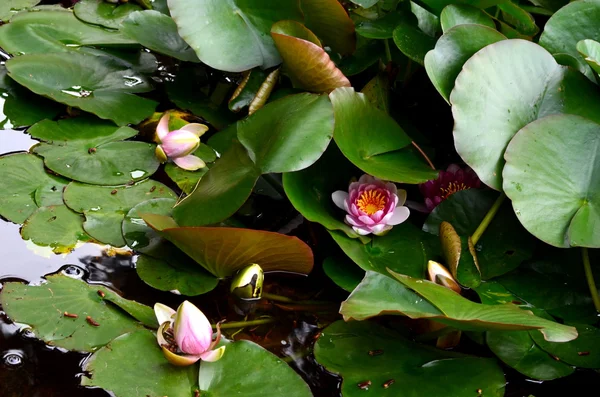 Lirio de agua rosa bajo el sol —  Fotos de Stock