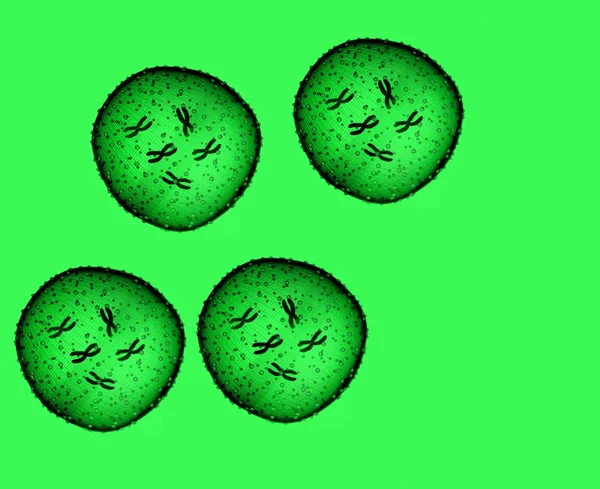 Four microbe green seen in a microscope — Stock Photo, Image