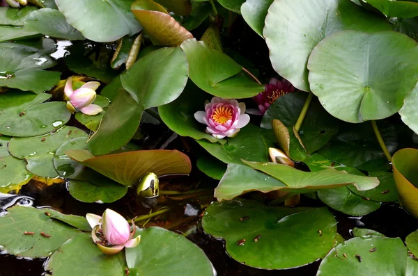 Rosa hermosa flor de lirio de agua en estanque verde bajo el sol —  Fotos de Stock