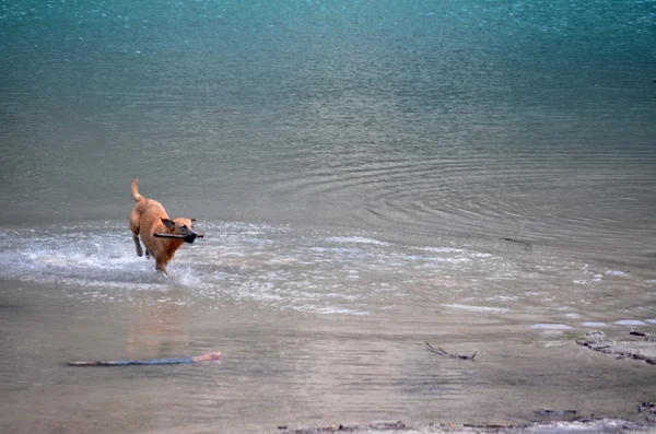 Happy dog playing in the mountain lake with a stick in the mouth — Stock Photo, Image