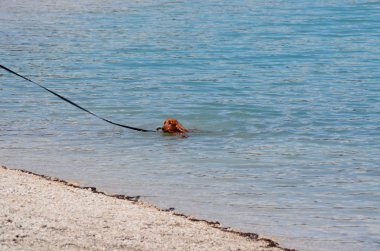Moutnain gölde oynayan mutlu köpek