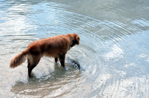 Cão feliz jogando no lago moutnain — Fotografia de Stock